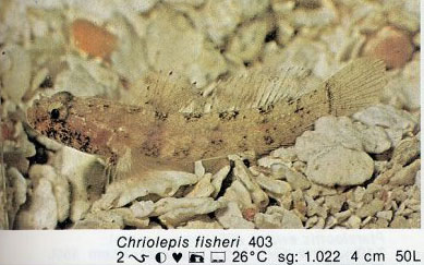 Chriolepis fisheri